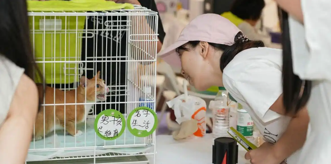 云鲸携手深圳猫网举办线下领养活动，以公益行动践行宠物友好理念