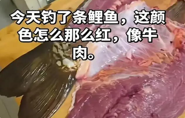 山西男子钓到奇怪野生鲤鱼，肉竟是红色的？