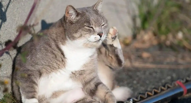 猫咪便便带血丝是什么原因导致的 猫咪便便带血丝是什么原因导致的