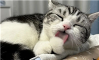 猫咪过度舔舐身体是什么原因导致的