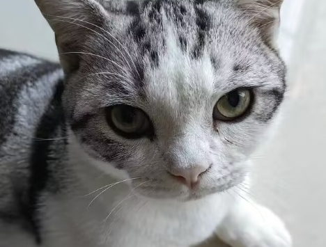 猫咪黑下巴，如何养护与改善？