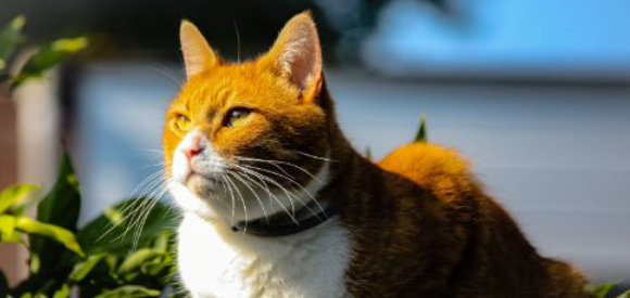 猫咪乳头炎如何发生?哺乳期猫咪怎么预防? 猫咪乳头炎如何发生?哺乳期猫咪怎么预防?