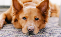 狗狗出现牙结石牙周病?中老年犬口腔如何保养