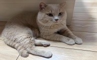 猫吃喝正常就是打喷嚏流眼泪是什么原因引起的