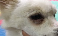 狗狗身上有好多结痂是怎么回事