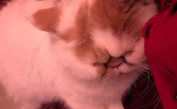 猫咪呕吐粉色液体,怎么办?