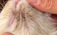 猫咪黑下巴怎么办？