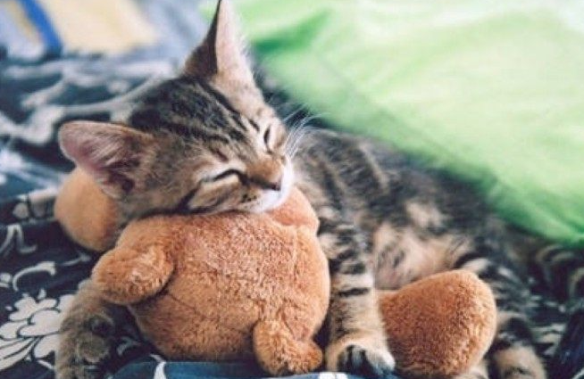 猫癣?人畜共通皮肤病如何预防养护 猫癣?人畜共通皮肤病如何预防养护