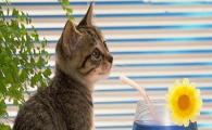 猫咪换季皮肤干燥起皮？如何滋养修护肤质？