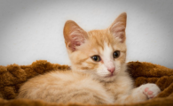 猫咪趾间囊肿为何反复？如何彻底预防足部增生炎症？