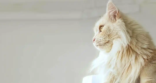 猫咪后腿走路没劲是关节炎吗 猫咪后腿走路没劲是关节炎吗