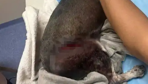 养了7年的爱犬被人恶意砍伤，因缺少监控设备追查困难