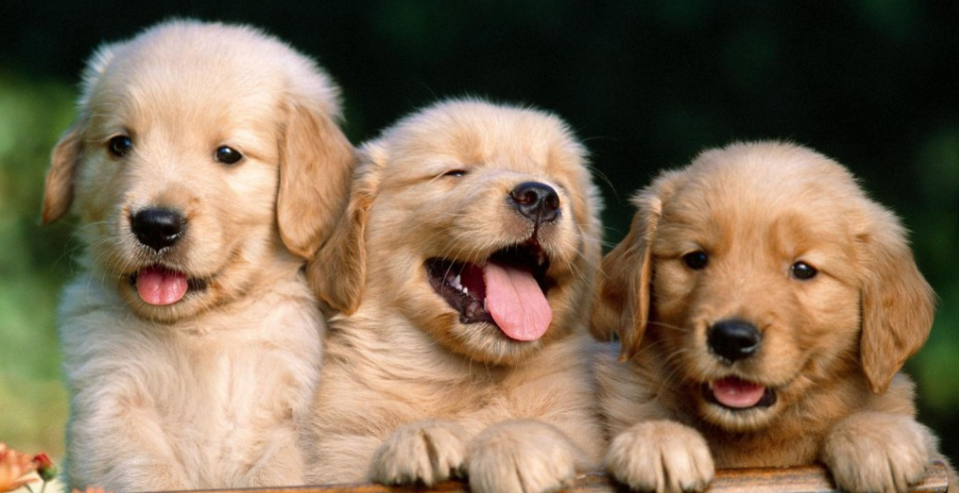 狗狗低血糖多发于幼犬吗？如何科学预防？