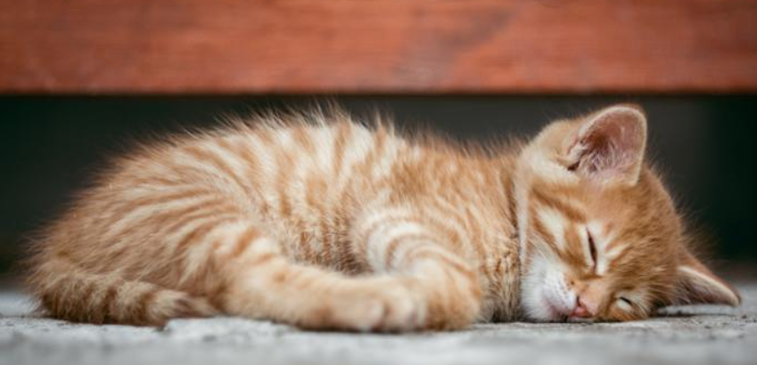 猫咪为什么频繁眨眼闭眼？如何改善结膜敏感问题？