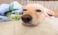 狗子不吃不喝还吐白泡沫水是怎么了?