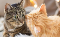 猫咪作息紊乱昼夜颠倒？如何调整生物钟？