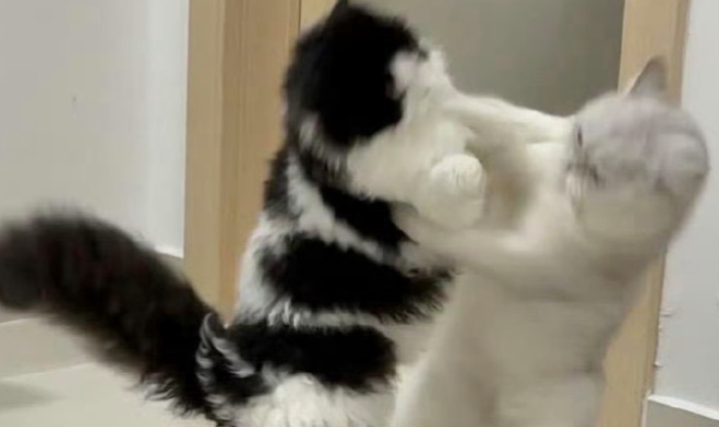 猫咪总爱抓人咬人手是什么原因