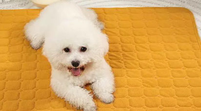 库克KUKIPETS怎么样