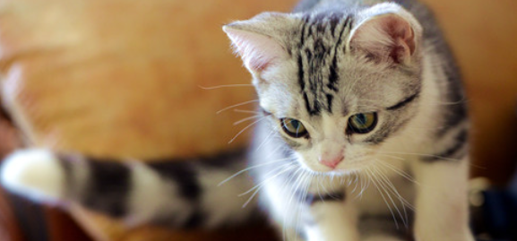 猫咪维生素缺乏会引发哪些问题？该怎样科学补充？
