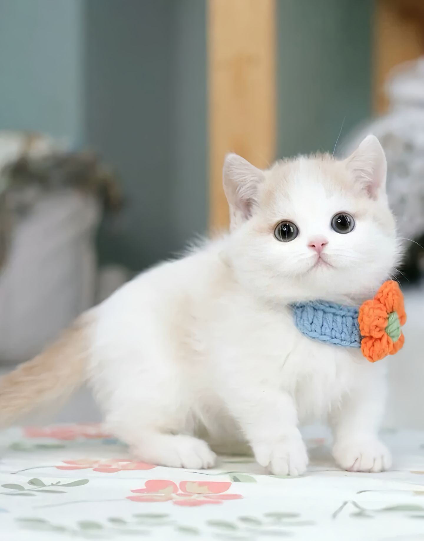 猫咪眼睛分泌黄黄的黏液怎么处理
