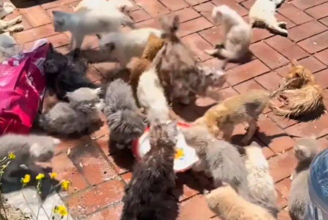 百只猫崽被弃路边，该给宠物繁育“立规矩”了
