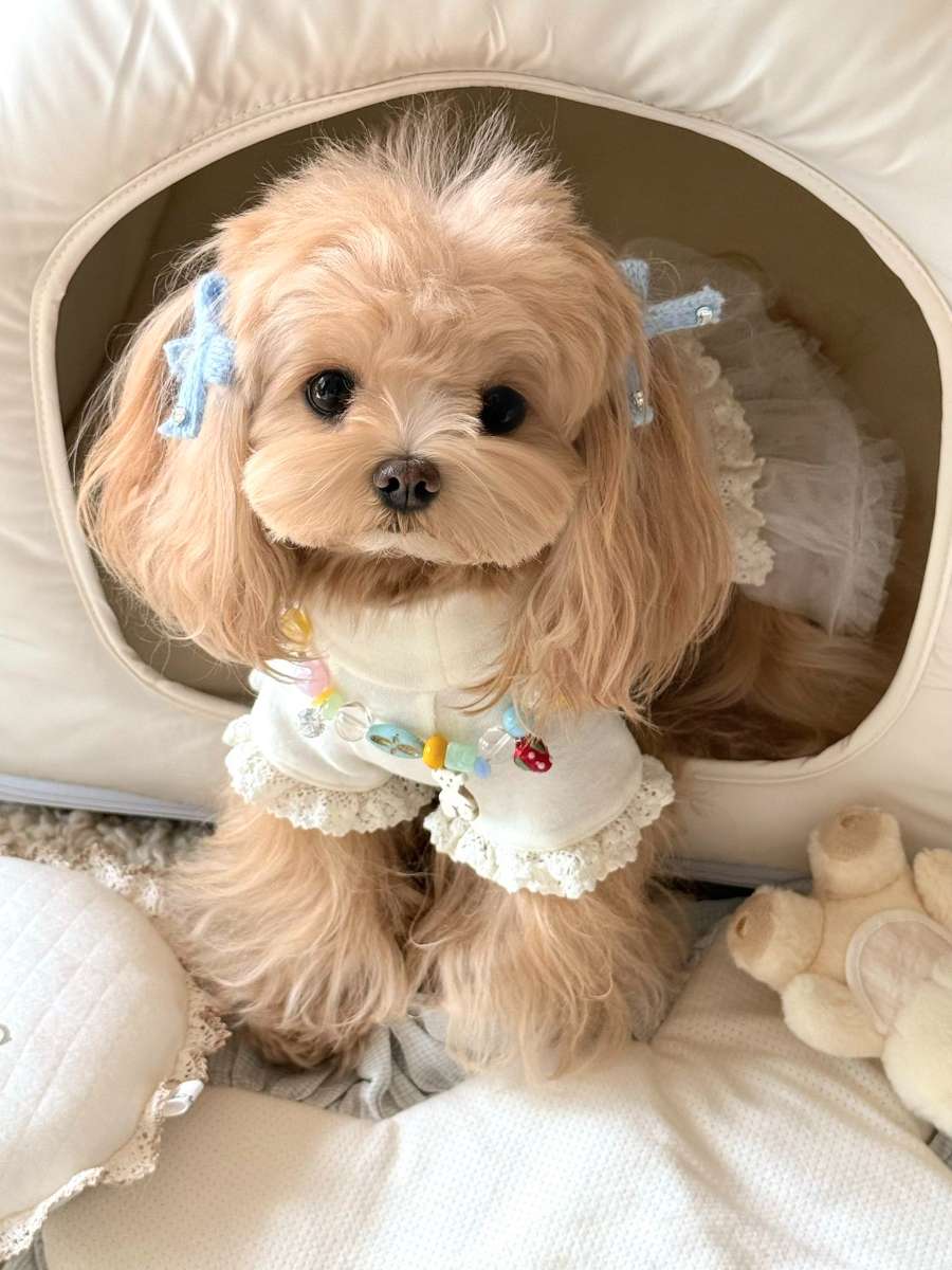 狗狗一直干咳像是喉咙卡东西怎么办 狗狗一直干咳像是喉咙卡东西怎么办