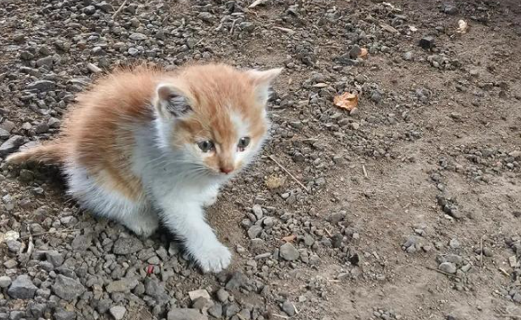 捡到走失宠物猫主动送医,主人承诺还医药费却反悔 捡到走失宠物猫主动送医,主人承诺还医药费却反悔