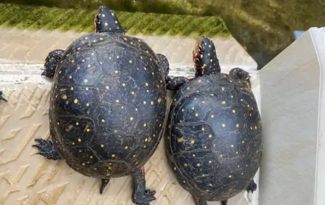 星点水龟是什么龟?一文搞懂星点水龟方方面面 星点水龟是什么龟?一文搞懂星点水龟方方面面