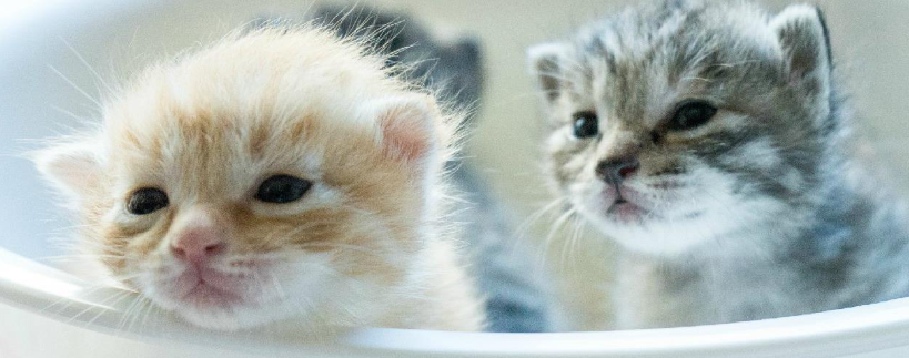 猫咪为什么指甲频繁劈裂断裂？如何养护指甲健康？