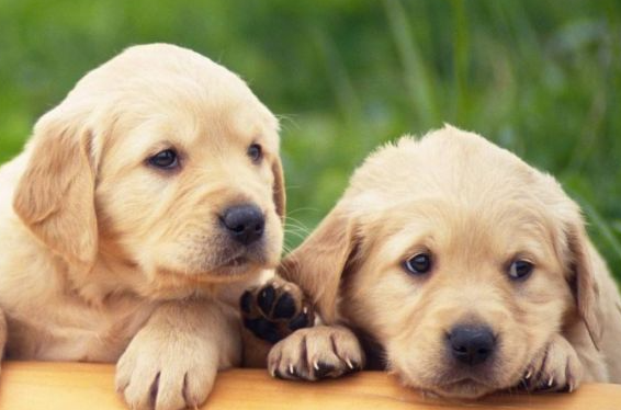 犬细小，幼犬如何重点防疫？