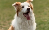 成年犬有必要打六联吗