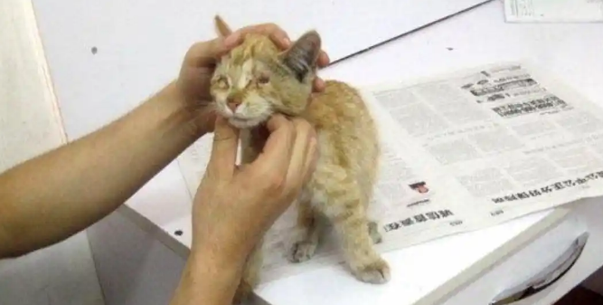 成都武侯区宠物医院收养的流浪猫被男子故意踩断尾骨，肇事者事后被约谈并承担治疗费