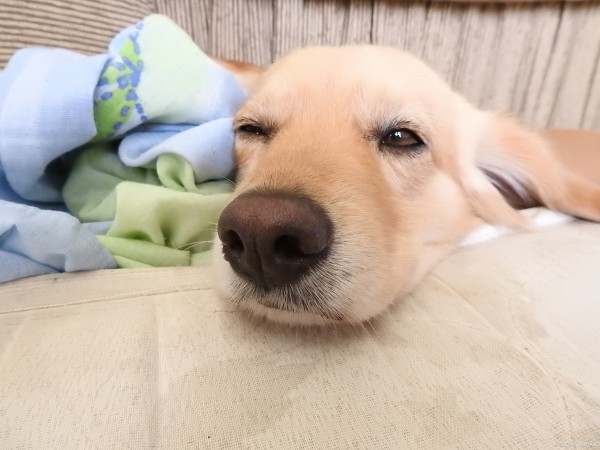 狗子不吃不喝还吐白泡沫水是怎么了？