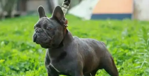蓝牛犬好养吗？养过的人都真香了