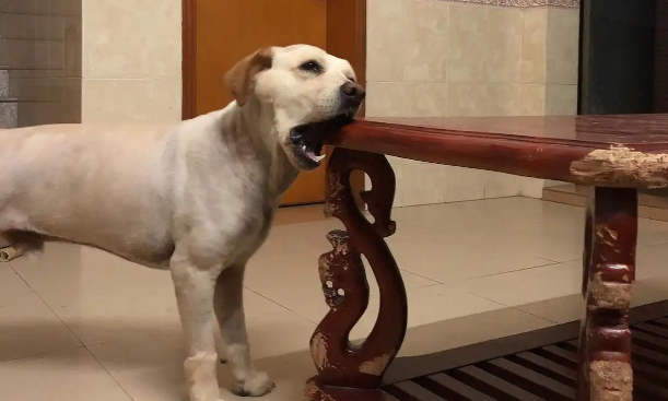 狗狗总爱啃咬家具该怎么纠正 狗狗总爱啃咬家具该怎么纠正