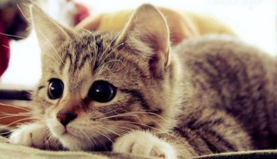 猫咪前庭综合征是什么病?如何预防突发眩晕失衡? 猫咪前庭综合征是什么病?如何预防突发眩晕失衡?