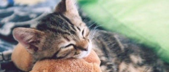 猫咪肠道菌群失调为何反复？如何彻底维稳预防？