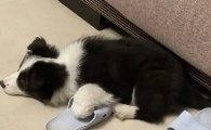 狗狗打嗝呕吐怎么回事