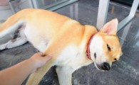 狗狗眼角长个红肉怎么回事