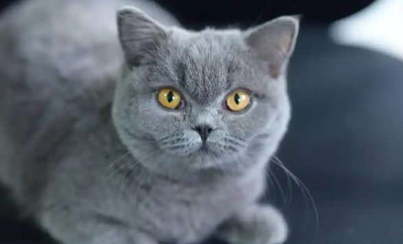 猫癣是因为家里不干净吗