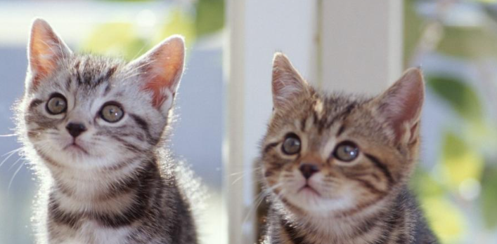 猫咪子宫蓄脓危害大吗？适龄猫咪如何预防？