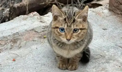 一只狸花猫单挑德国宠物圈，一场“国猫出征”的集体精神胜利