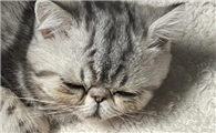 猫咪频繁软便,日常喂养要注意哪些事项?