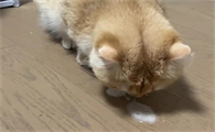 猫咪呕吐精神不振该怎么办
