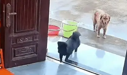 狗狗咬坏地毯被教训，离家出走，要道歉才肯回家