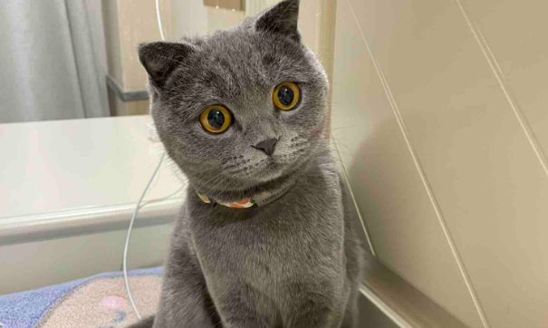 猫咪泌尿问题频发怎么办？雅泌适助力日常预防