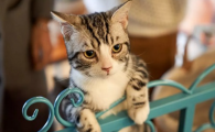 猫咪饮水性低钾血症如何发生？如何科学预防？
