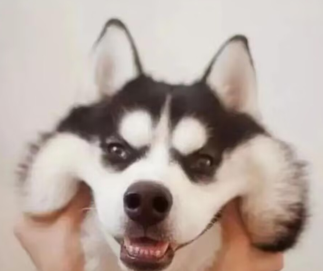 狗狗软便腹泻的科学调理方式