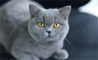 猫癣是因为家里不干净吗