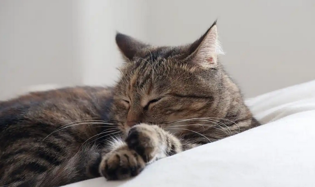 猫一直拉稀怎么回事